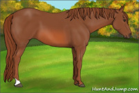 Horse Color:Liver Chestnut 