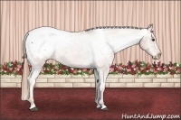 Horse Color:Red Roan Snowcap 