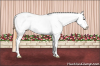 Horse Color:Buckskin Dun Splash Snowcap 
