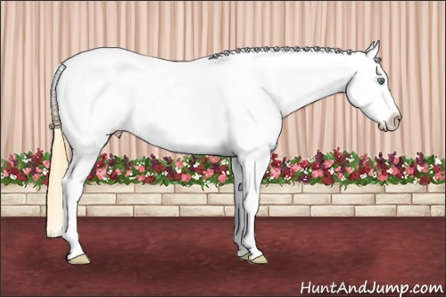 Horse Color: Amber Cream Champagne Dun Splash Snowcap 