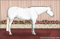 Horse Color:Amber Cream Champagne Dun Splash Appaloosa 