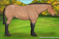 Horse Color:Bay Roan 