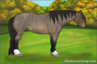 Horse Color:Gray Buckskin Roan 