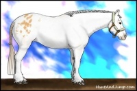 Horse Color:Buckskin Sabino Varnish 