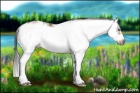 Horse Color:Buckskin Sabino Splash Frame 
