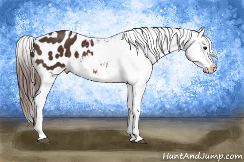 Horse Color: Bay Blanket 