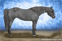 Horse Color:Brown Appaloosa 