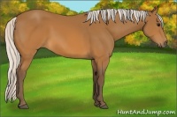 Horse Color:Silver Buckskin 