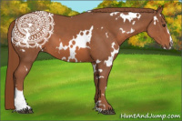 Horse Color:White Spotted Liver Chestnut Sabino