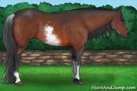 Horse Color:White Spotted Bay Rabicano 