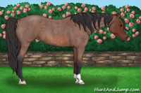 Horse Color:Bay Roan 