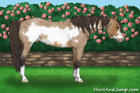 Horse Color:Buckskin Roan Frame 
