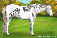 Horse Color:Smoky Black Splash Tobiano Appaloosa 