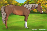 Horse Color:Liver Chestnut 