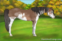 Horse Color:Bay Splash 
