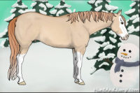 Horse Color:Red Dun Splash 