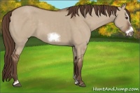 Horse Color:Liver Red Dun Sabino Frame 