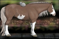 Horse Color:Silver Black Splash Frame 