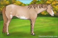 Horse Color:Chestnut Pearl Sabino Frame 