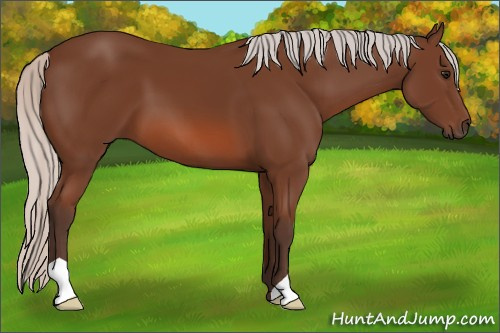 Horse Color: Unknown 