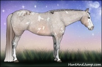 Horse Color:White Spotted Bay Splash Appaloosa 