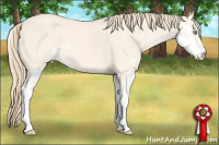 Horse Color:Perlino Dun Sabino