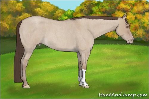 Horse Color: Classic Champagne Roan Dun 