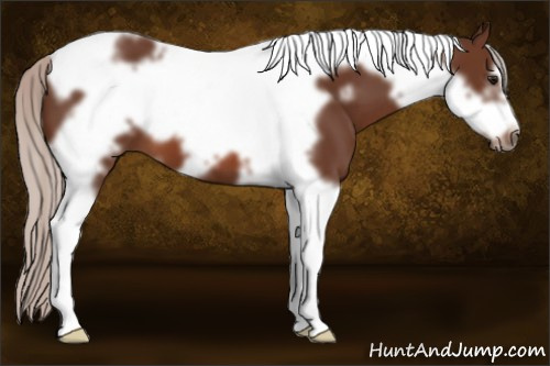 Horse Color: Silver Bay Tobiano Frame 