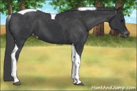 Horse Color:Black Tobiano Varnish 