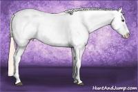 Horse Color:White Spotted Palomino Blanket 