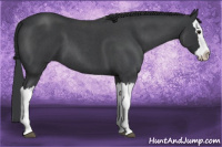 Horse Color:Blue Roan Splash 