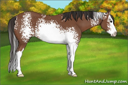 Horse Color: White Spotted Bay Splash 