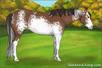 Horse Color:White Spotted Bay Splash 