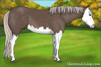 Horse Color:Silver Black Splash