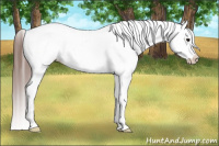 Horse Color:Bay Frame Appaloosa Rabicano 