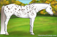 Horse Color:Gray White Spotted Liver Chestnut Appaloosa 
