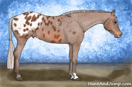Horse Color: Silver Bay Blanket 