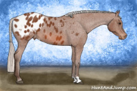 Horse Color:Silver Bay Appaloosa 