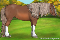 Horse Color:Liver Chestnut 