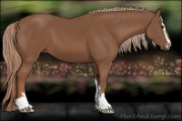 Horse Color:Chestnut Sabino 