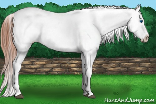 Horse Color: Bay Splash Blanket 