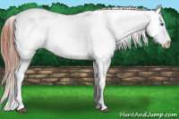 Horse Color:Bay Splash Appaloosa 