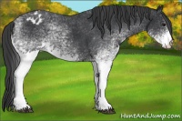 Horse Color:White Spotted Black Blanket Rabicano 