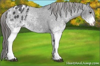 Horse Color:White Spotted Black Blanket Rabicano 