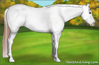 Horse Color:Bay Roan Dun Appaloosa Rabicano 