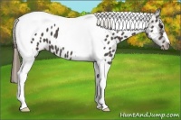 Horse Color:Smoky Black Tobiano Near Leopard 