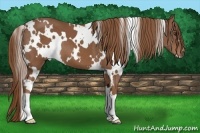 Horse Color:White Spotted Chestnut