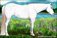 Horse Color:White Spotted Bay Dun Appaloosa 