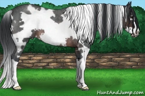 Horse Color: White Spotted Brown Roan Frame 