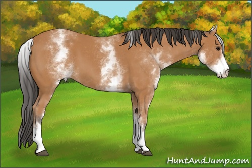Horse Color: White Spotted Bay 